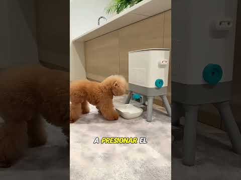El perrito tenía hambre y aprendió a servirse solo thumbnail