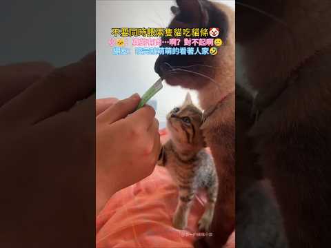 不要同時餵兩隻貓貓條? 小?：真的有肉…啊？對不起啊? 網友：咬完就萌萌的看著人家? #cat #cute #funny #shorts #funnyshorts thumbnail