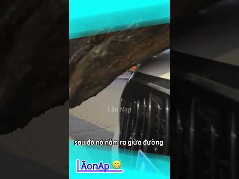 10cm nữa tới công chuyện 😅 #laonap thumbnail