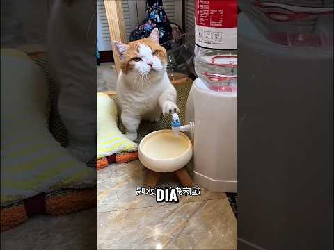 Kucing ini pinter dan mandiri banget thumbnail