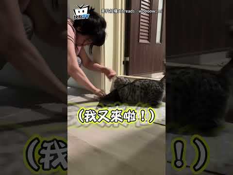 媽媽擦地"萌喵狂搗蛋" 飼主無奈：最愛幫倒忙 #shorts thumbnail