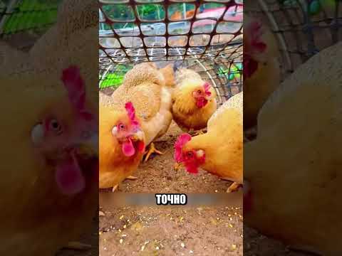 Китайцы придумали гениальный КУРЯТНИК😱🐔🔥 thumbnail