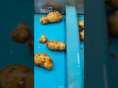 N.B. residents take legal action against local potato chip plant due to smell thumbnail
