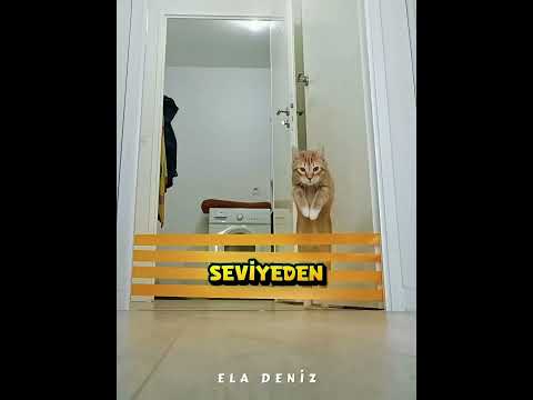 Bu Kedi Pes Etmeyi Bilmiyor 🐾😳 thumbnail