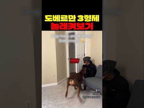 같은 도베르만인데 성격 다 다름 ㅋㅋㅋㅋ thumbnail