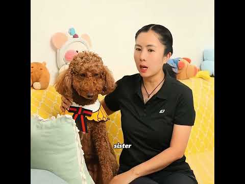 Two dogs fighting for their owner's love led to a tragedy! #pets #cute #funny #shorts thumbnail
