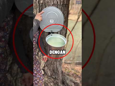 Banyak orang salah dengan pembuatan Sirup Maple? thumbnail