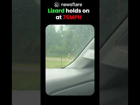 Lizard Clings To 75MPH Car thumbnail