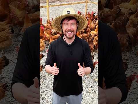 These Chickens Will Change People's Lives thumbnail