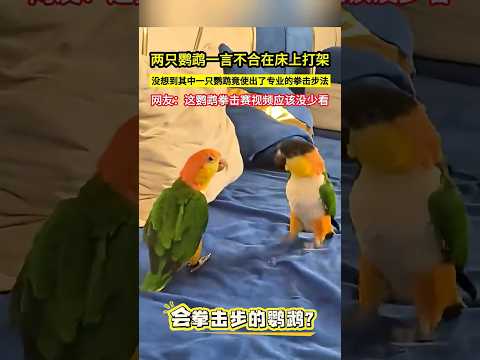 兩隻鸚鵡一言不合在床上打架，沒想到其中一隻鸚鵡竟使出了專業的拳擊步法，網友：這鸚鵡拳擊賽視頻應該沒少看！#shorts thumbnail