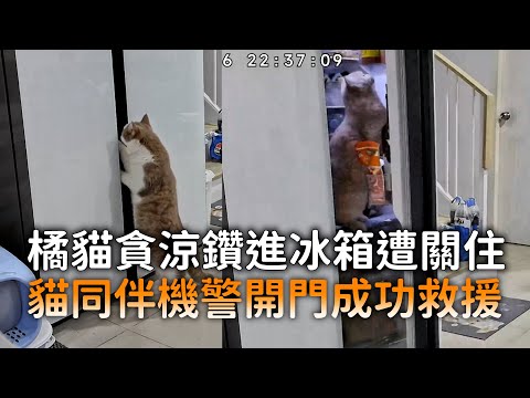 橘貓貪涼鑽進冰箱遭關住　貓同伴機警開門成功救援 thumbnail