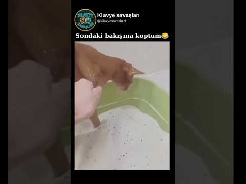 Kedinin sondaki bakışlarına koptum 😂 thumbnail