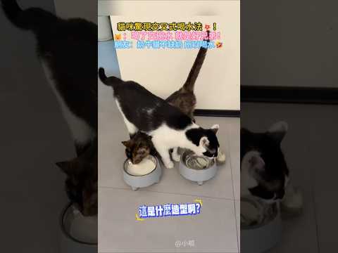 貓咪也學會了人類那一套💥❓ 🐱：喝了交碗水 就是好兄弟❗ 網友：奶牛貓本身有奶 所以喝水🤣 #cat #cute #funny #funnyshorts #shorts thumbnail