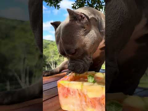 Refrescar os dias de Calor 🐾🤩 Pote de Frutas Congelado 🤩 thumbnail