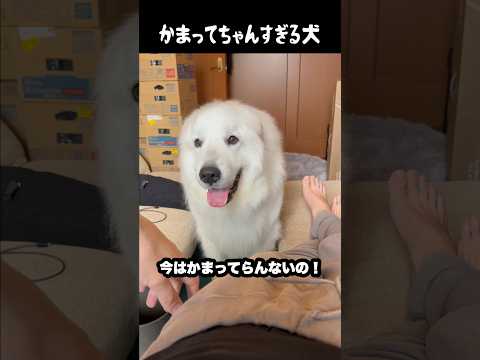 めちゃんこかまってちゃんな愛犬　#greatpyrenees #大型犬のいる生活 #大型犬 #大型犬と暮らす #グレートピレニーズ #愛犬 #犬のいる生活 #癒し #ゴールデンレトリバー thumbnail