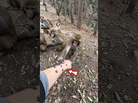 Unbelievable This Monkey’s Intelligence Will Shock You.. ?? thumbnail