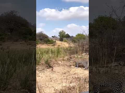 Esse lagarto simplesmente NÃO RESPEITOU o leopardo 😳 #leopardo #lagarto #memes  #viral #shorts thumbnail