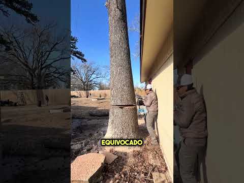 ¡Casi destruye su casa cortando un árbol gigante! 🌳😱 #shorts thumbnail