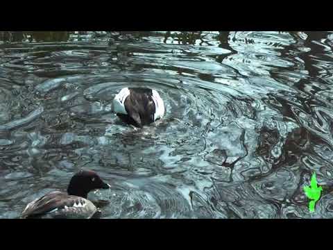 Goldeneye ducks thumbnail