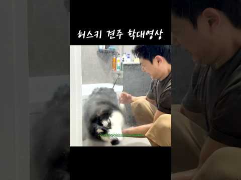 허스키 견주 학대영상 #감자옹심이 #dogshorts #대형견 #bigdog #허스키 thumbnail