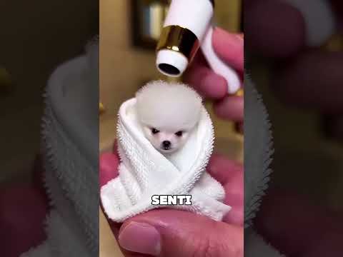 Cet homme a sauvé le petit chiot 🥺❤️ thumbnail