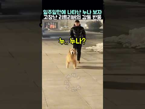 일주일만에 나타난 누나 보자 고장나버린 리트리버의 감동 반응 thumbnail