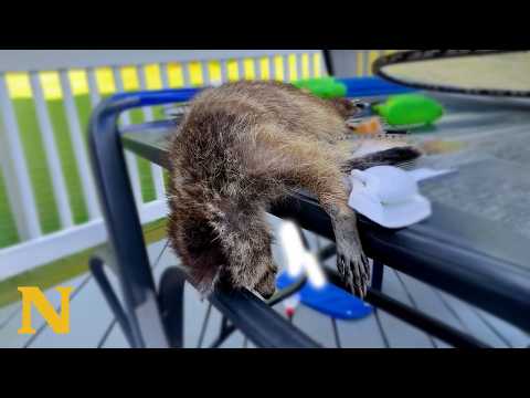 Drunk Raccoon Can't Even Stand – The Funniest Animal Fail 😂 thumbnail