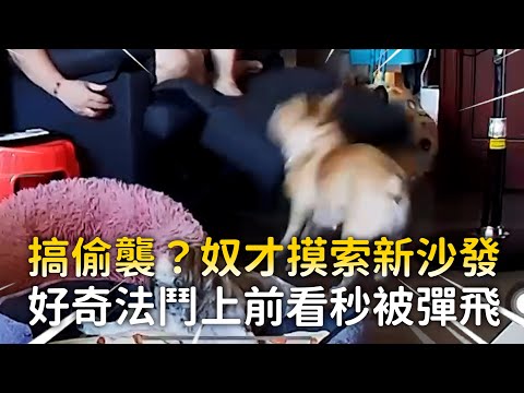 搞偷襲？奴才摸索新沙發　好奇法鬥上前看秒被彈飛｜#寵物雲 thumbnail