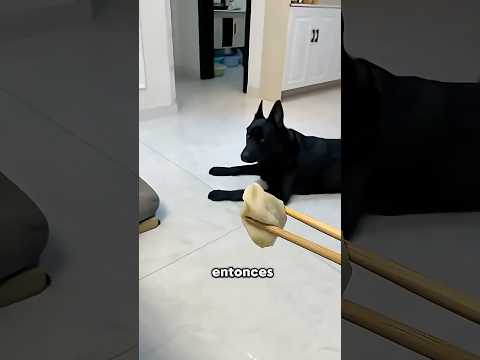 El Dueño Pensó Que Su Perro No Quería Los Momos 😟 thumbnail