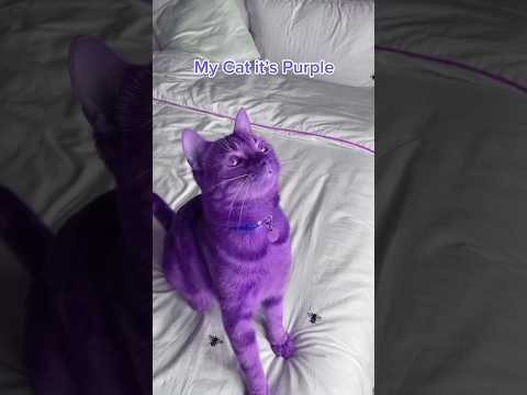 My Cat is Purple - HELP thumbnail