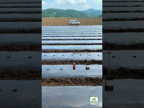 A Solution for Uniformly Punching Holes in Agricultural Mulch thumbnail