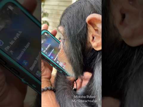Baby chimp stole a phone… now she’s taste-testing tech 😂📱 #chimp #cute #tech #animals #lol thumbnail