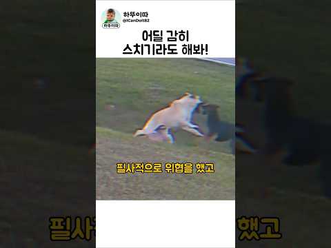 0.1초 차이로 막아낸 본능의 몸짓 #강아지 #개 #dog #반려견 thumbnail