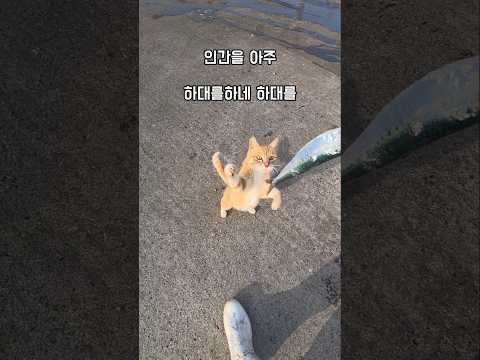 손위 손 아래가 없네 야는 #남해 #길고양이 #고양이 #생선회 #예절 #교육 thumbnail