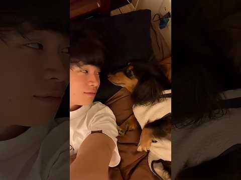 犬の距離感。突き刺さりそうな「鼻」#犬 #距離感 thumbnail