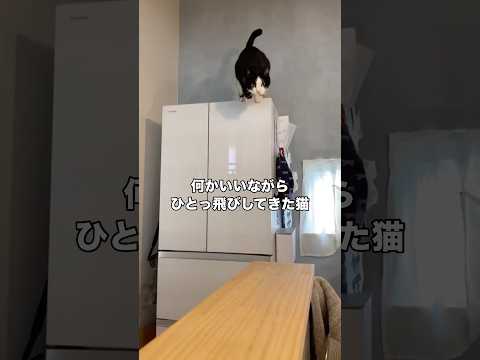 冷蔵庫の上からカウンターまでひとっ飛びするハチワレ #ハチワレ #ハチワレ猫 #ジャンプ #shorts thumbnail