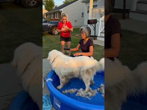 #petgroominghacks #doghairproblems #easydoggrooming #petdetangler #saynotomattedfur thumbnail
