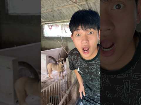 Đi ngủ đi có nhốt vào chuồng chó đấy #funny #comedy thumbnail