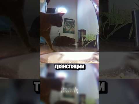 Твич для котиков thumbnail