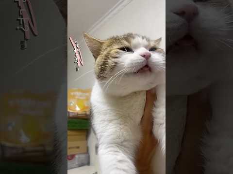 고양이를 키우면 안되는 이유 특히 얘 thumbnail