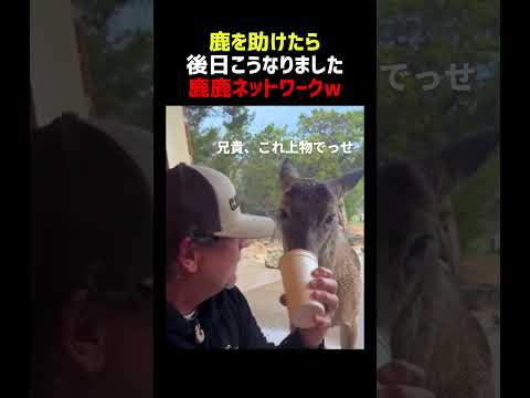鹿を助けたら 大量の仲間を連れて戻ってきた thumbnail