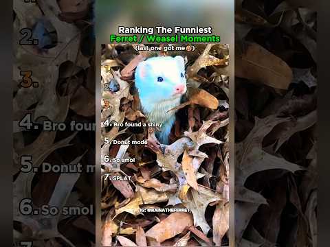 Ranking The Funniest Ferret and Weasel Moments thumbnail