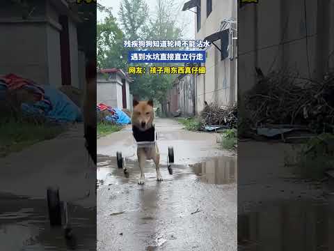 残疾狗狗知道轮椅不能沾水，遇到水坑直接直立行走 thumbnail
