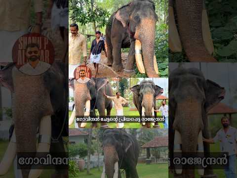 ഗോവിന്ദൻ ചേട്ടന്റെ പ്രിയപ്പെട്ട രാജേന്ദ്രൻ #elephant thumbnail