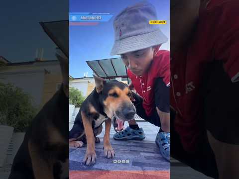 SAMPAI LOYA KAWAN TU LAYANKAN BRADER NI NYANYI #lucu #anjingbaik thumbnail