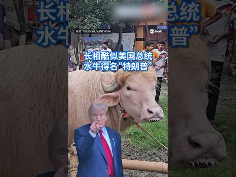 孟加拉一头水牛因头顶金黄色毛发、外形酷似美国总统特朗，因此被取名为“唐纳德·特朗普”，并吸引不少民众专程前来观看。#8视界新闻网#DonaldTrump #Trump #Lookalike thumbnail