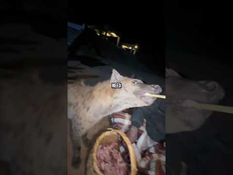 Feeding WILD HYENAS in Ethiopia (Dangerous) thumbnail