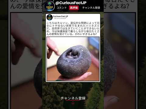 こんな見た目のハリネズミ、初めて見た…かわいすぎる thumbnail