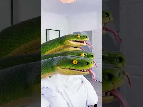 Dancing Polish Cow funny cow dance Cow Song Cow Videos Anaconda snake animal sound funny video ASMR thumbnail