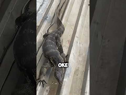 BIAWAK DI RUMAH?!😭 #shorts thumbnail
